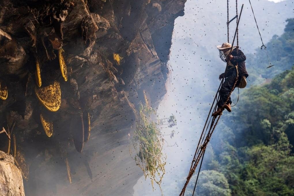 Royal Mad Honey - The peak Harvest -250 Gm - Image 4